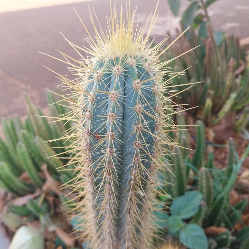Foto de un cactus que se está identificando actualmente