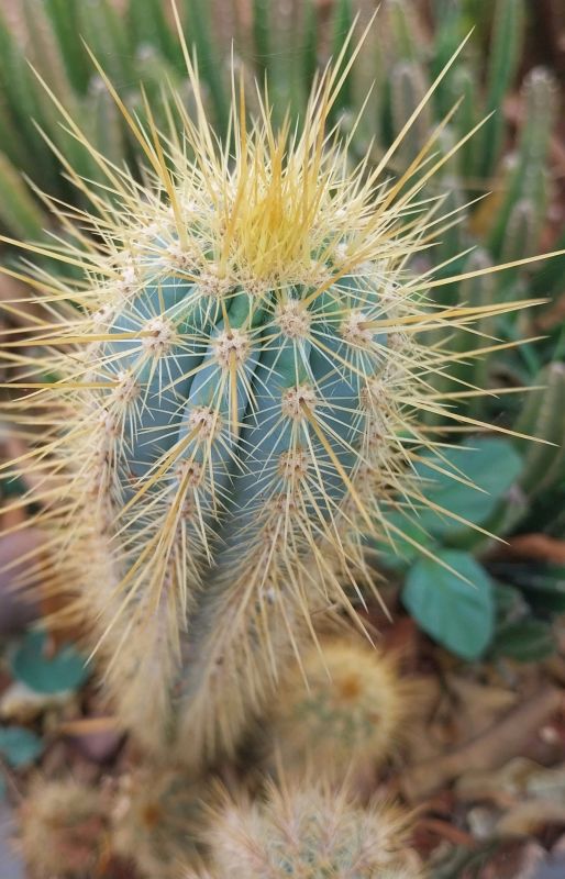 Foto de un cactus que se está identificando actualmente