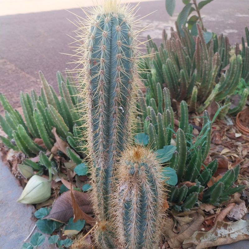 Foto de un cactus que se está identificando actualmente