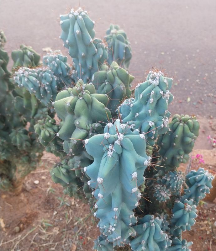 Foto de un cactus que se está identificando actualmente