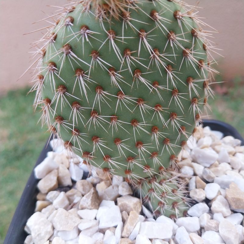Photo of a cactus currently being identified