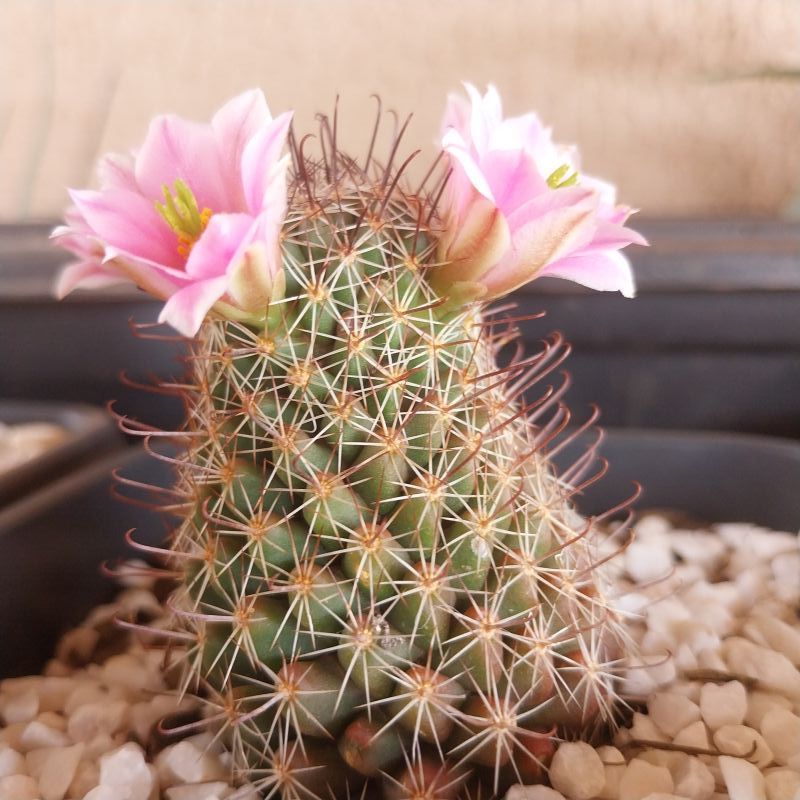 Foto de un cactus que se está identificando actualmente