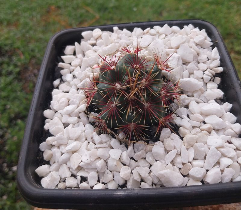 Photo of a cactus currently being identified
