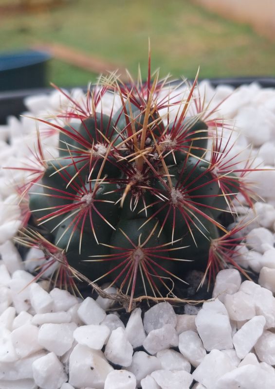Photo of a cactus currently being identified