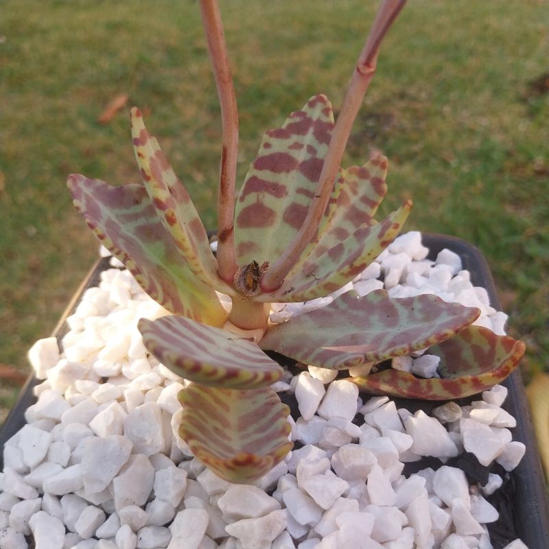 Una foto de Kalanchoe humilis