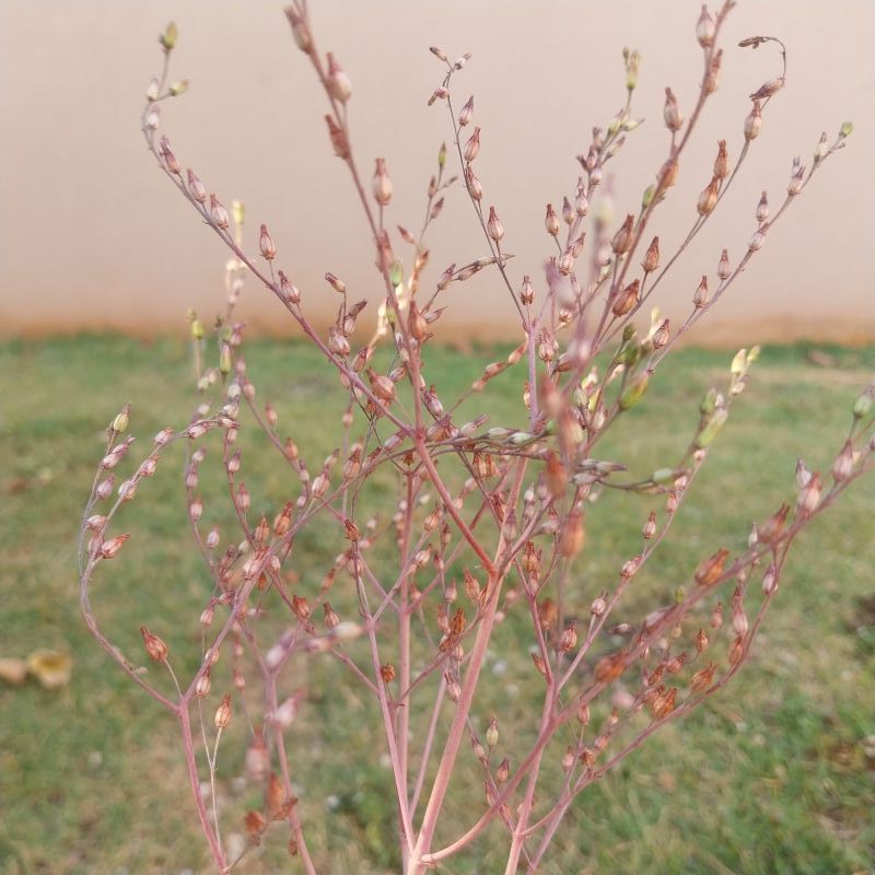 Una foto de Kalanchoe humilis