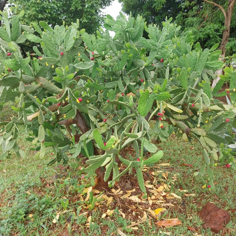 Foto de un cactus que se está identificando actualmente