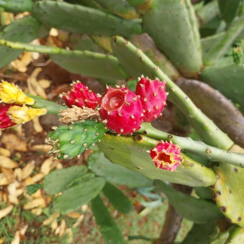Foto de un cactus que se está identificando actualmente