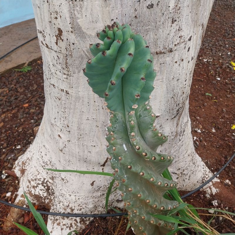 Una foto de Cereus forbesii f. spiraliforme