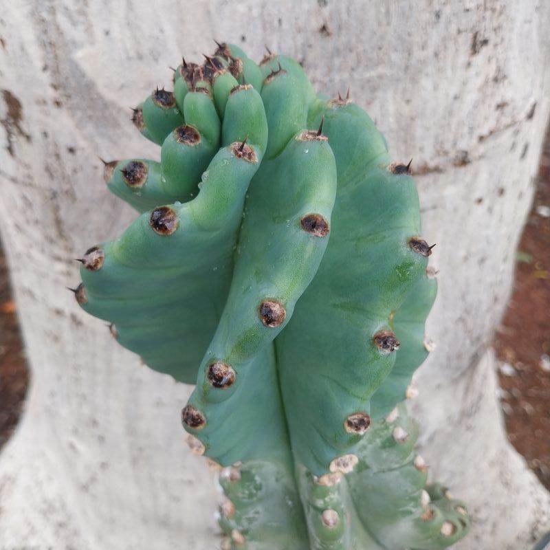 Una foto de Cereus forbesii f. spiraliforme