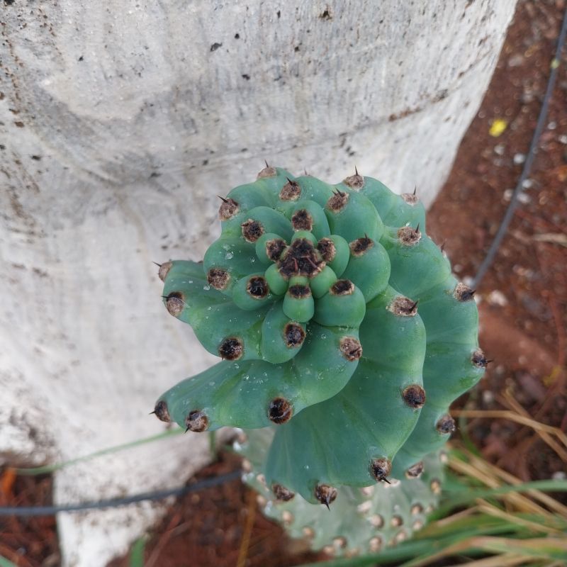 Una foto de Cereus forbesii f. spiraliforme