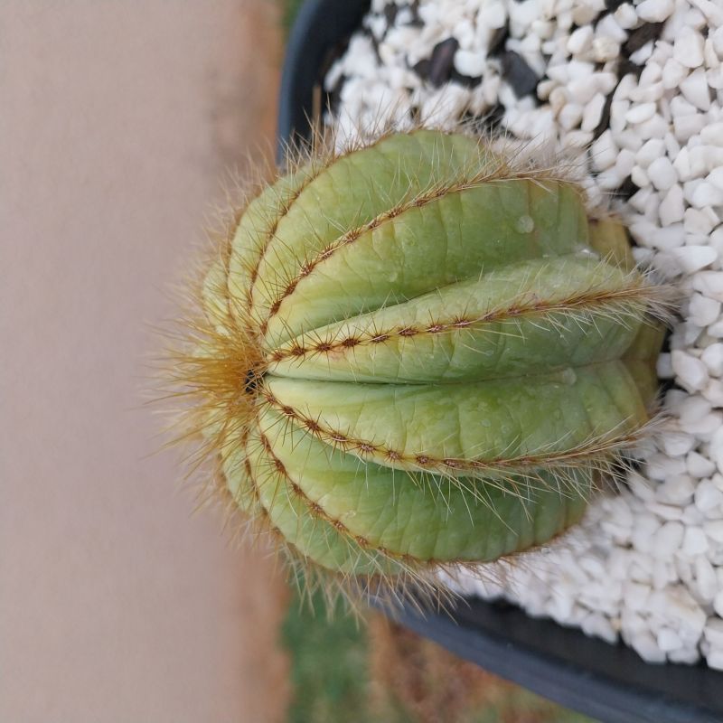 Foto de un cactus que se está identificando actualmente