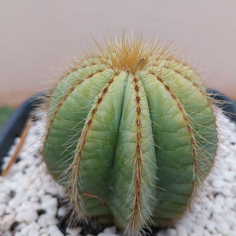 Foto de un cactus que se está identificando actualmente