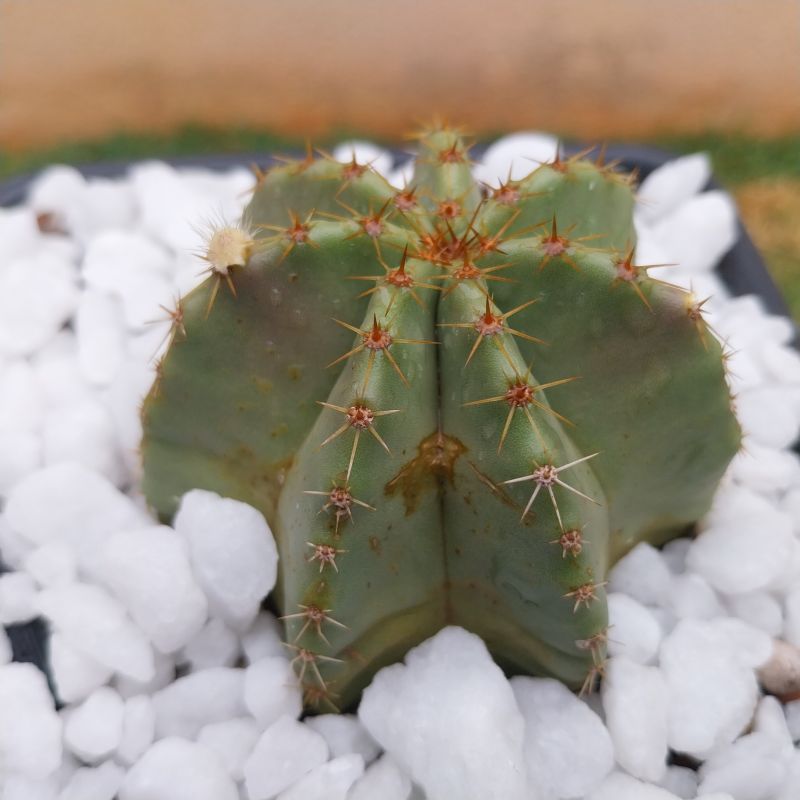 Photo of a cactus currently being identified
