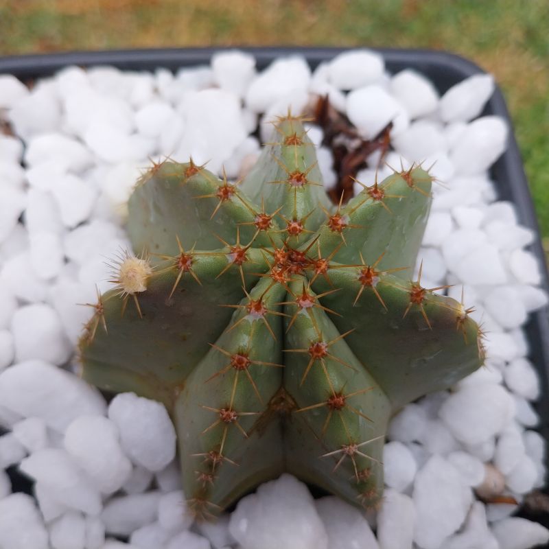 Photo of a cactus currently being identified