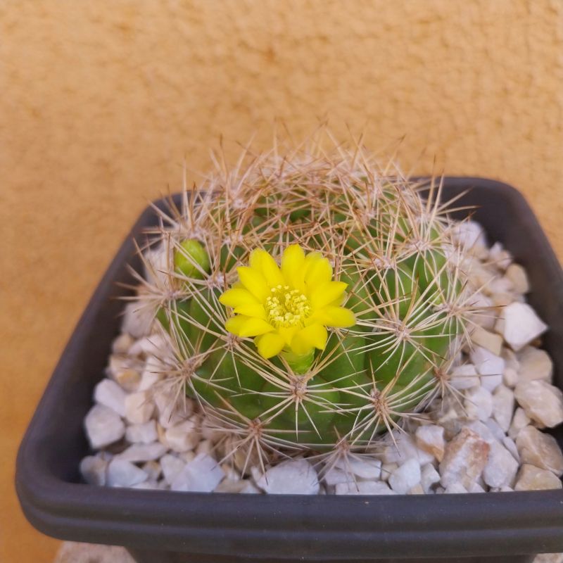 A photo of Weingartia neocumingii