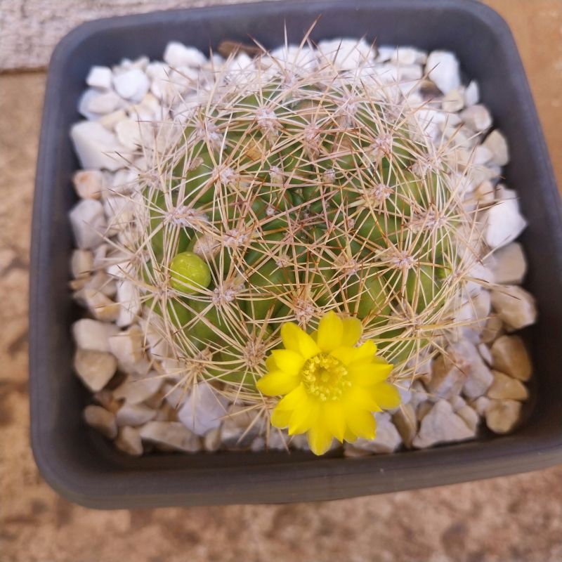 A photo of Weingartia neocumingii