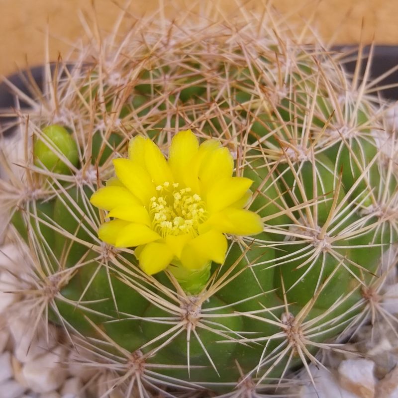 A photo of Weingartia neocumingii