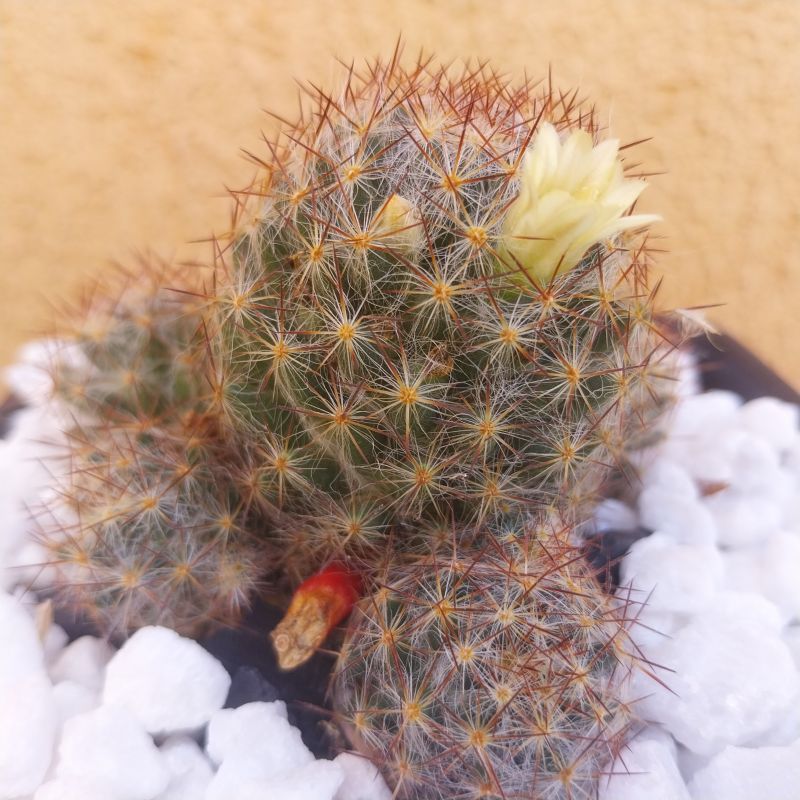 Foto de un cactus que se está identificando actualmente