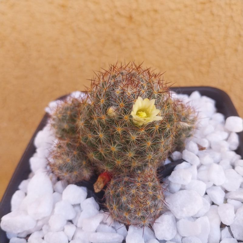 Foto de un cactus que se está identificando actualmente
