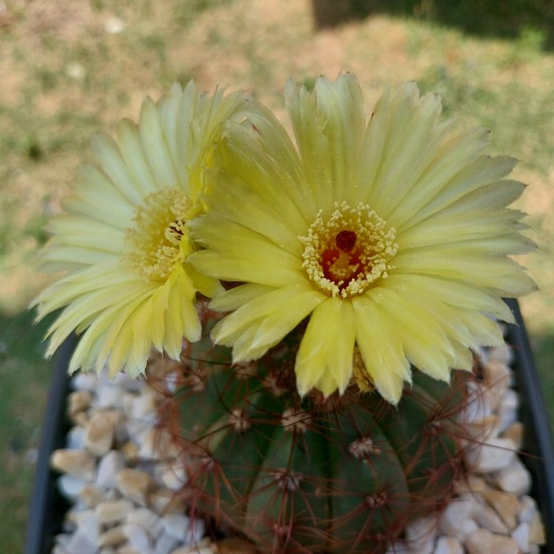 Foto de un cactus que se está identificando actualmente