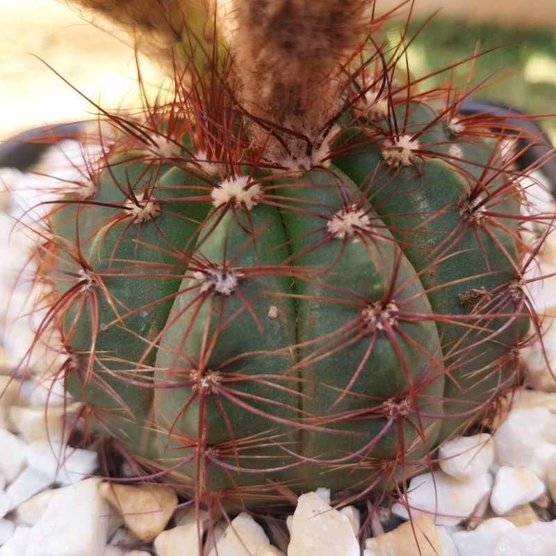 Foto de un cactus que se está identificando actualmente