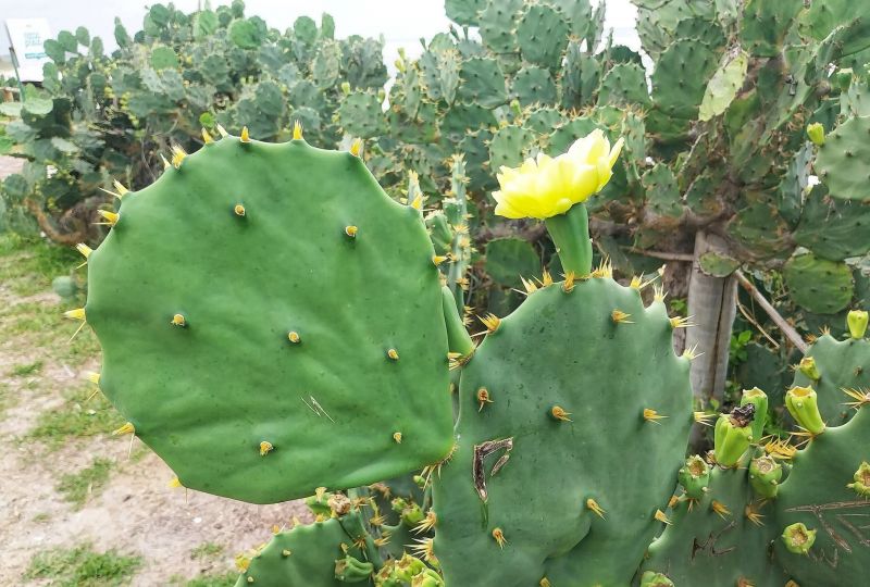 Foto de un cactus que se está identificando actualmente