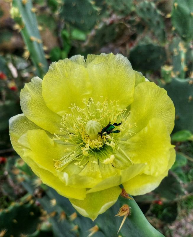 Foto de un cactus que se está identificando actualmente