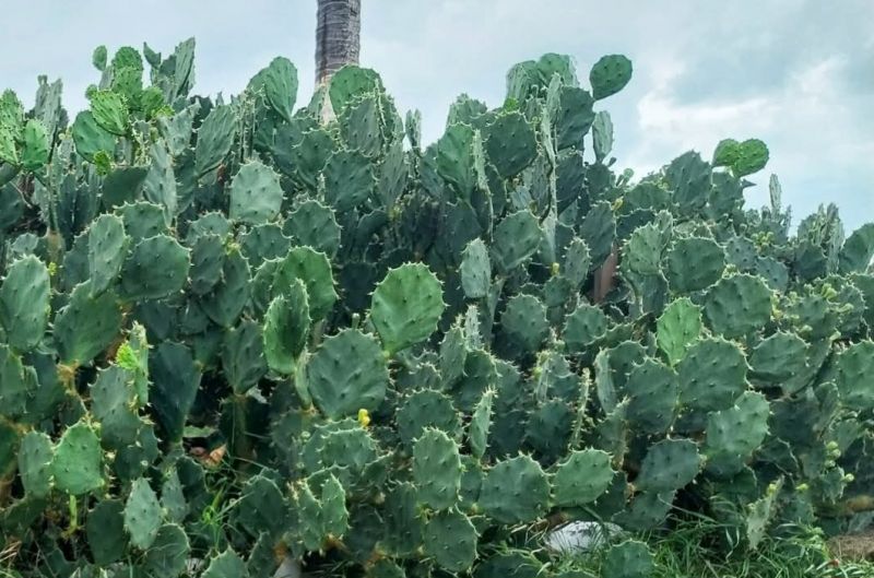 Foto de un cactus que se está identificando actualmente