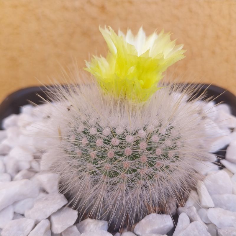 Foto de un cactus que se está identificando actualmente