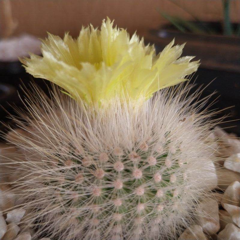 Foto de un cactus que se está identificando actualmente