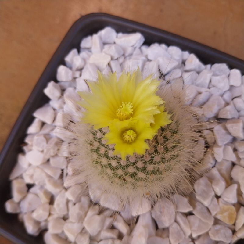 Foto de un cactus que se está identificando actualmente