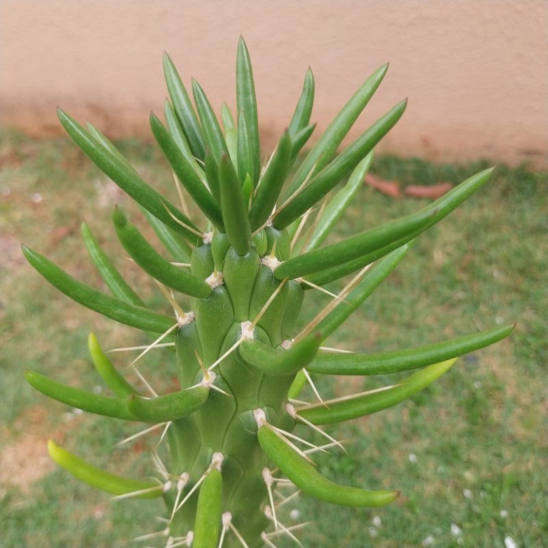 Photo of a cactus currently being identified