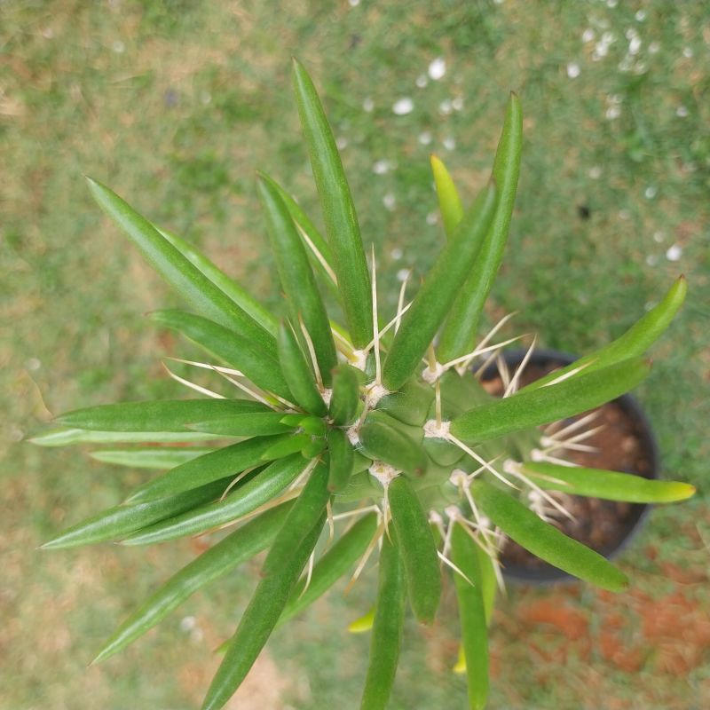 A photo of Austrocylindropuntia subulata