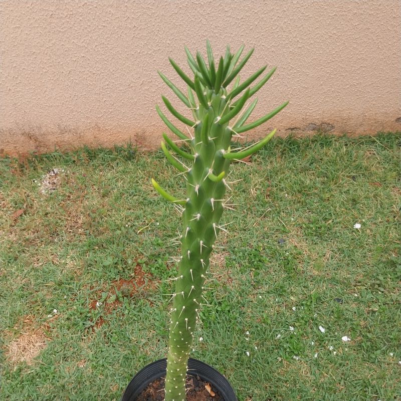 A photo of Austrocylindropuntia subulata