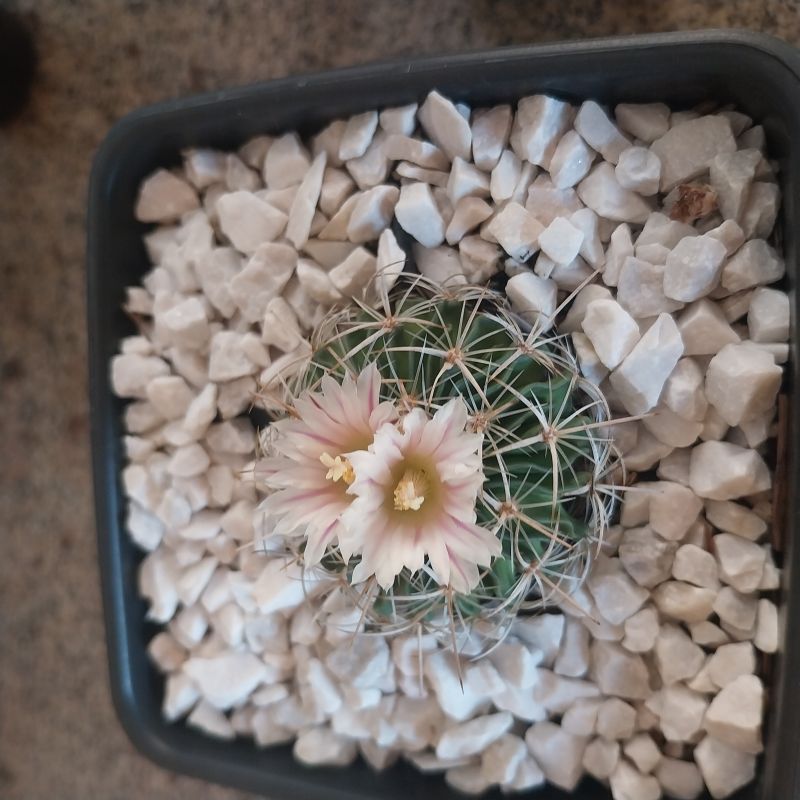 Photo of a cactus currently being identified