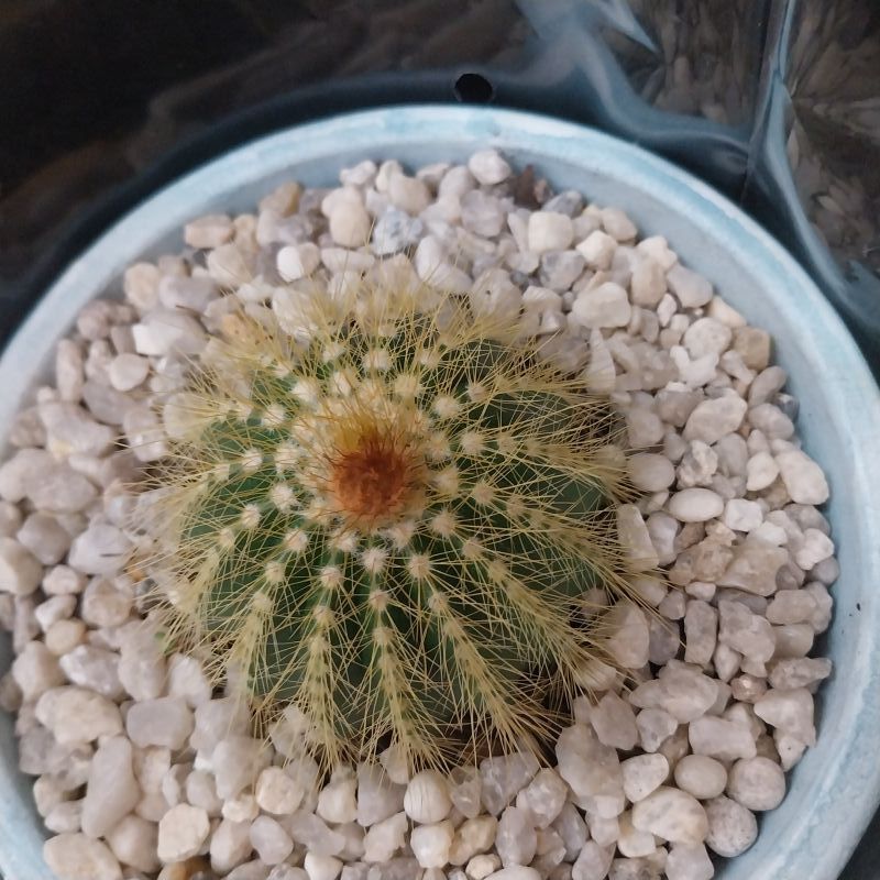 Photo of a cactus currently being identified