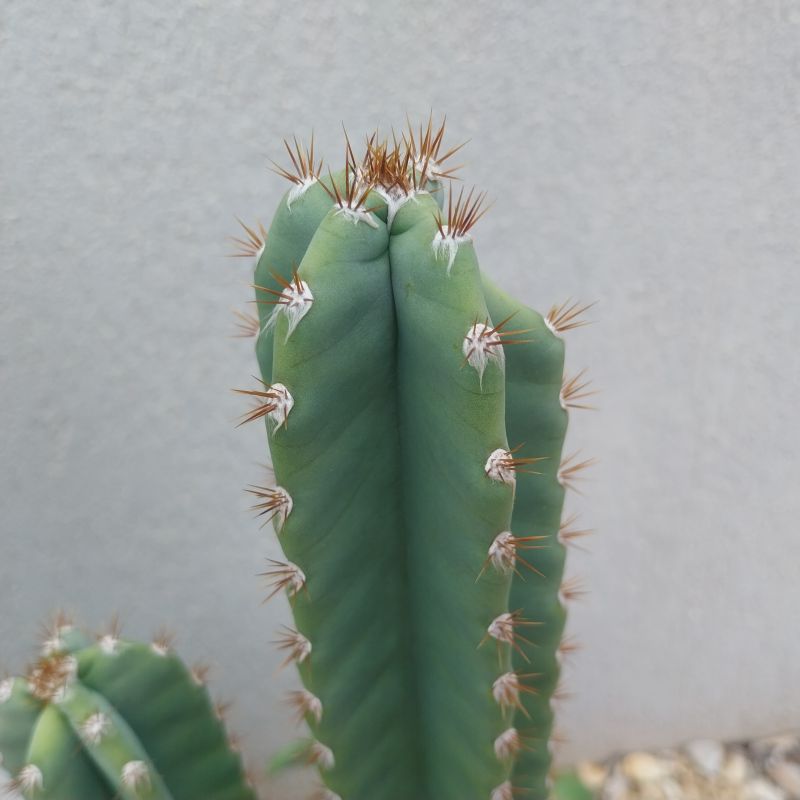 Photo of a cactus currently being identified