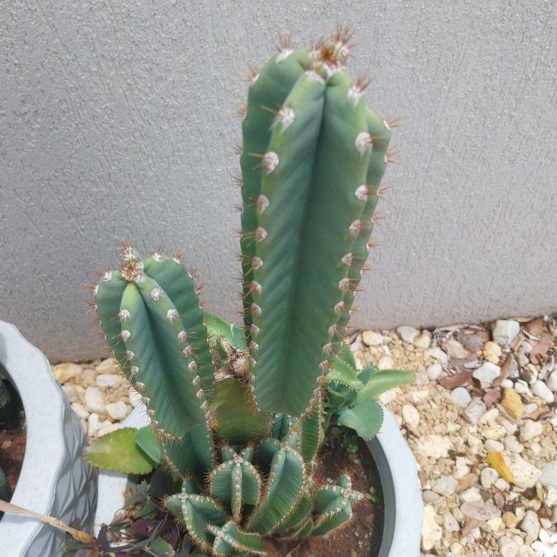 Photo of a cactus currently being identified