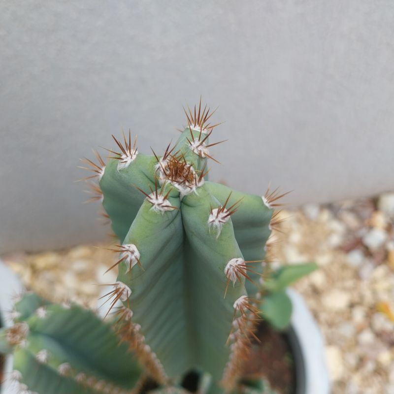 Photo of a cactus currently being identified
