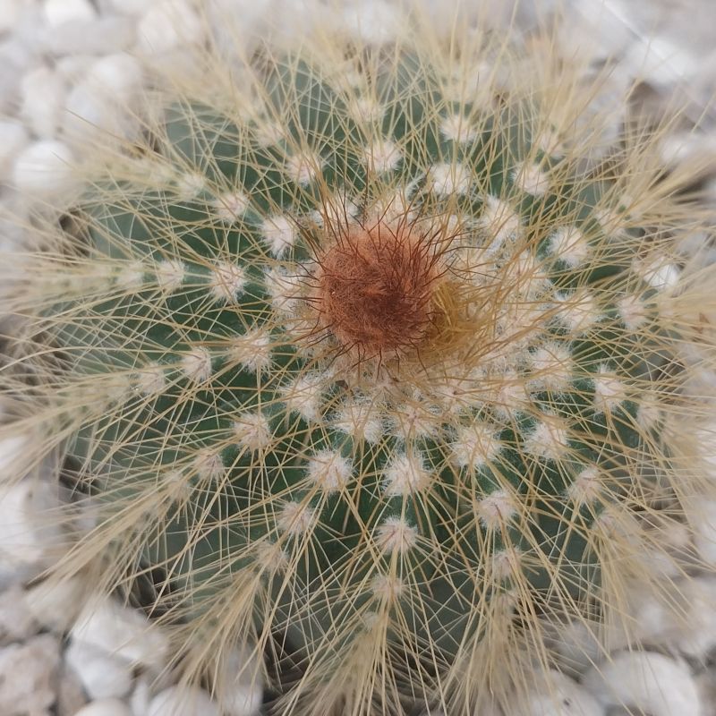 Una foto de Parodia schumanniana