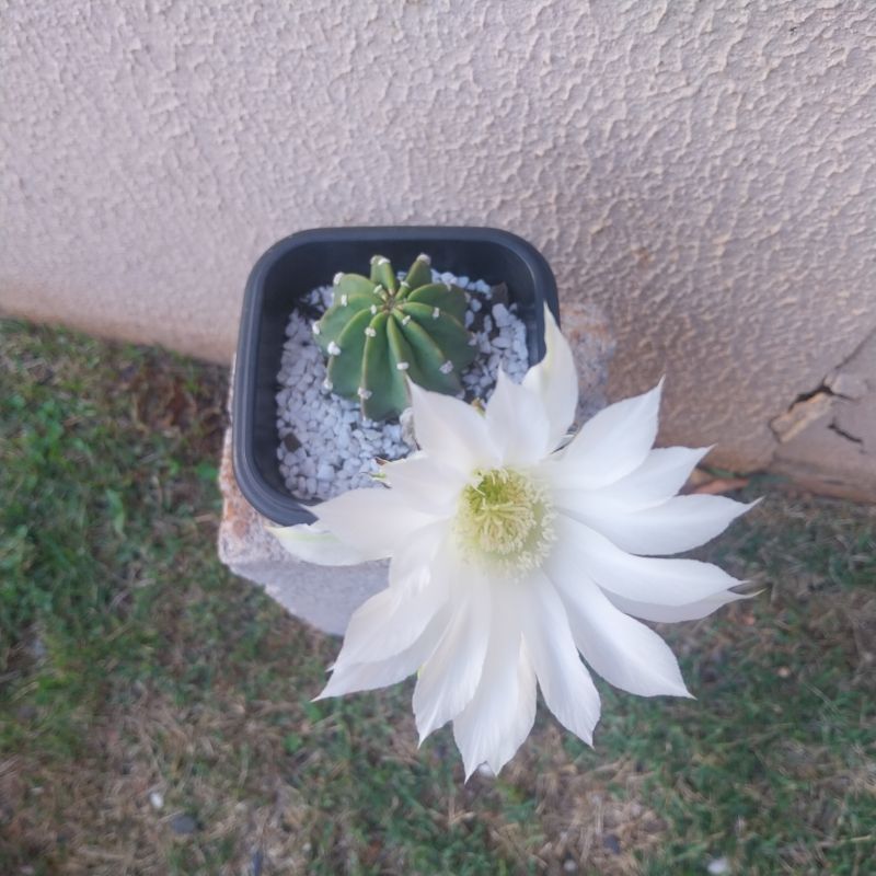 Photo of a cactus currently being identified