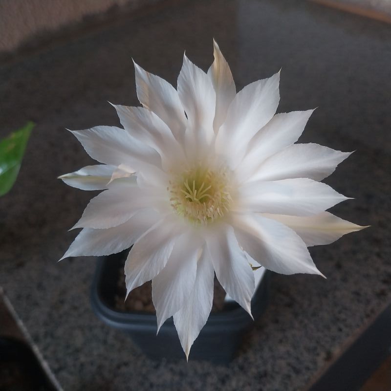 Photo of a cactus currently being identified