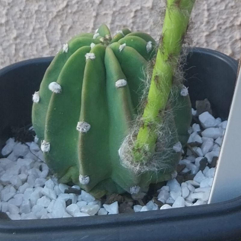 Photo of a cactus currently being identified