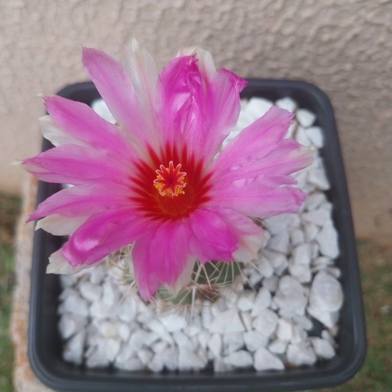 Foto de un cactus que se está identificando actualmente