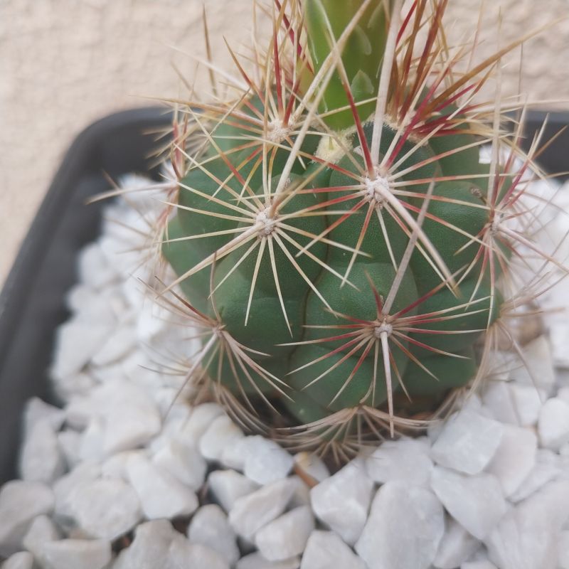 Foto de un cactus que se está identificando actualmente