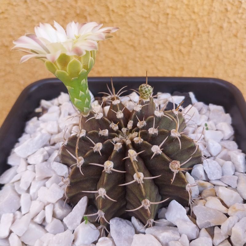 Photo of a cactus currently being identified