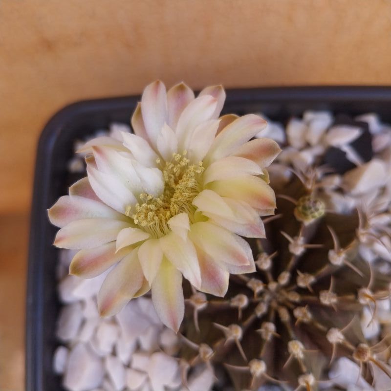 Photo of a cactus currently being identified