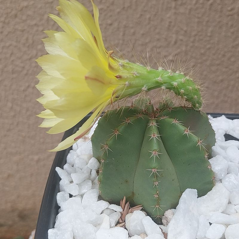 Una foto de Echinocereus subinermis