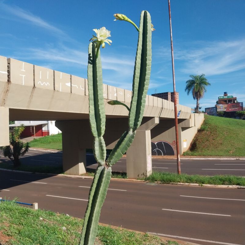 Photo of a cactus currently being identified